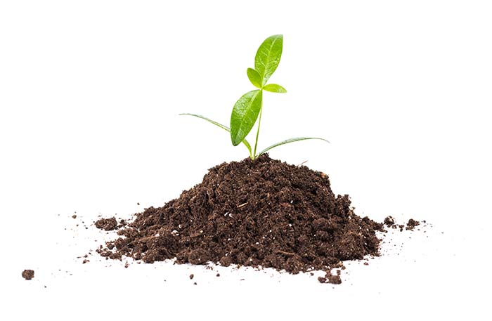 Planta pequeña saliendo de un cúmulo de tierra
