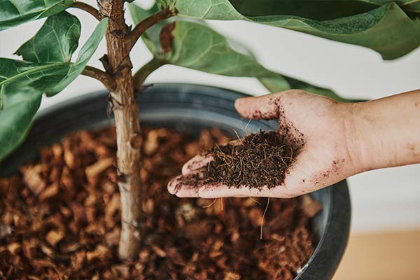 Mano tomando tierra de una planta