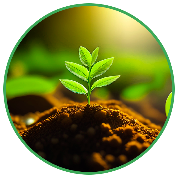 Circulo con foto de una planta pequeña