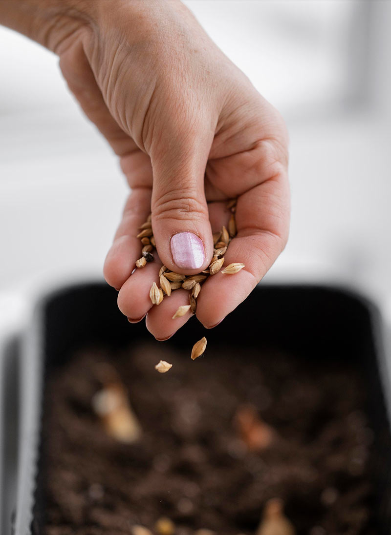 productos-1-semillas