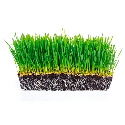 Trozo de tierra con cesped